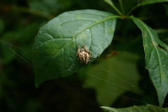 Araneus diadematus