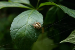 Araneus diadematus