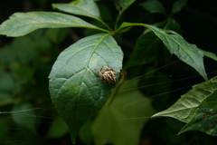 Araneus diadematus