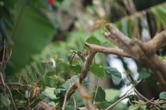 Campylorhynchus griseus