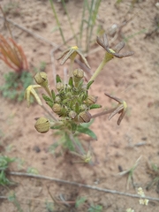 Lyperia tristis