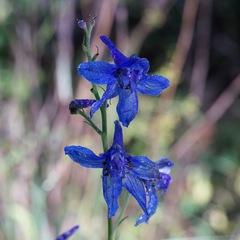 Delphinium scopulorum