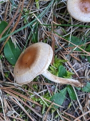 Hebeloma