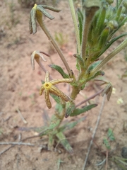 Lyperia tristis