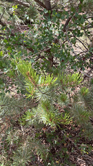Pinus edulis
