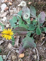 Hieracium murorum