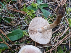 Hebeloma