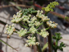 Dasispermum suffruticosum