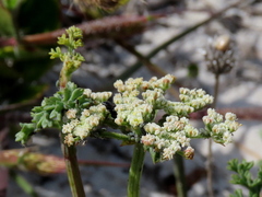 Dasispermum suffruticosum