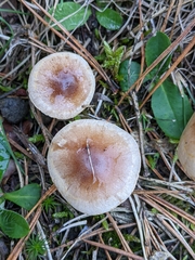 Hebeloma