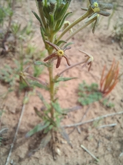 Lyperia tristis