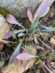 Solidago simplex