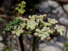 Dasispermum suffruticosum