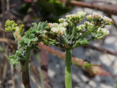 Dasispermum suffruticosum