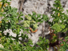 Dasispermum suffruticosum