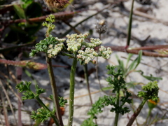 Dasispermum suffruticosum