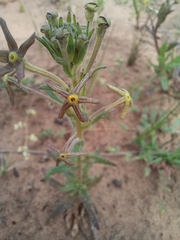 Lyperia tristis