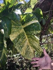 Epipremnum aureum