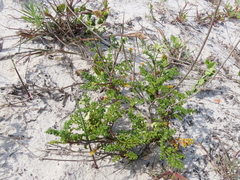 Dasispermum suffruticosum
