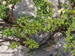 Dasispermum suffruticosum