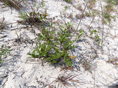 Dasispermum suffruticosum