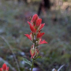Castilleja nelsonii