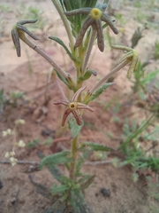 Lyperia tristis