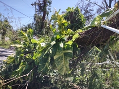 Epipremnum aureum