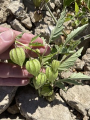 Physalis angulata