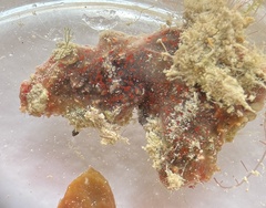 Mycale microsigmatosa