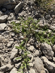 Physalis angulata