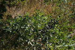 Baptisia alba