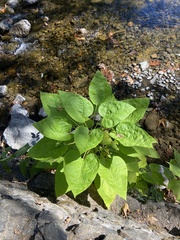 Catalpa