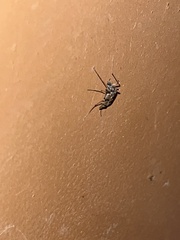 Aedes vexans