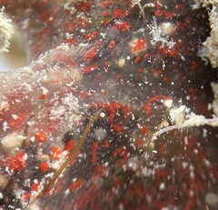 Mycale microsigmatosa