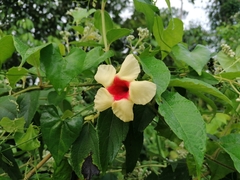 Mandevilla hirsuta