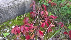 Parthenocissus