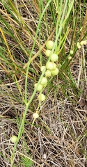 Antistrophus pisum