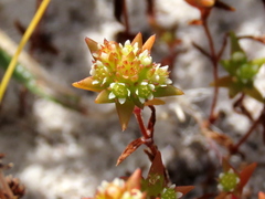 Crassula glomerata