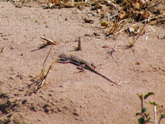 Callisaurus draconoides
