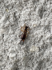 Forficula auricularia