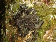 Sticta canariensis