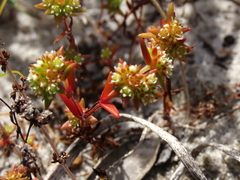 Crassula glomerata