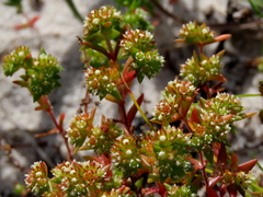 Crassula glomerata