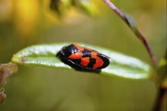 Cercopis vulnerata