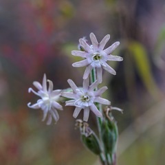 Silene scouleri