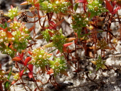 Crassula glomerata