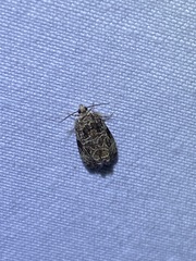 Olethreutes furfuranum