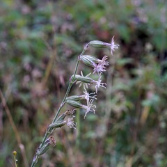 Silene scouleri
