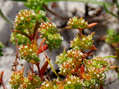 Crassula glomerata